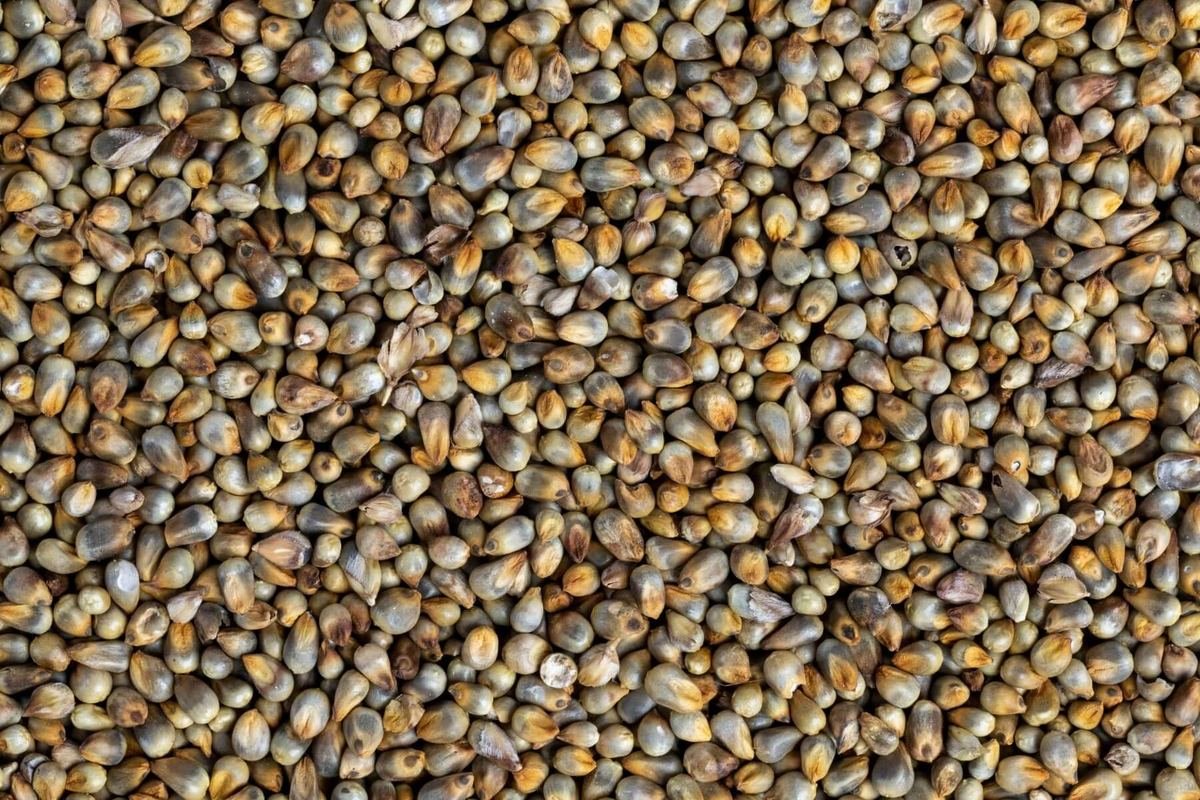 Pearl millet grain from northern Nigeria